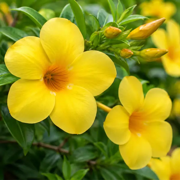 Allamanda