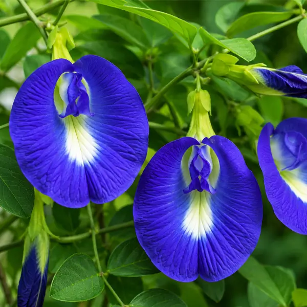 Butterfly Pea