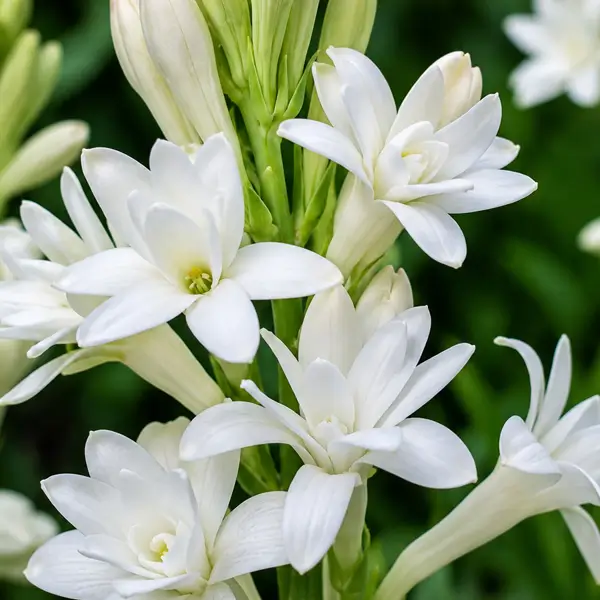 Tuberose