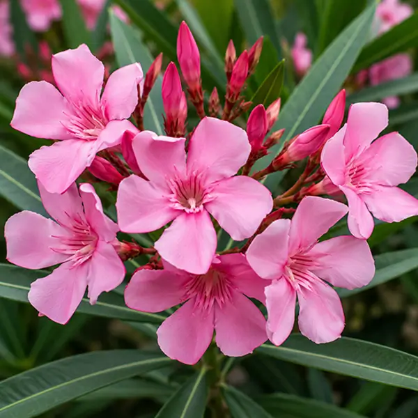 Arali